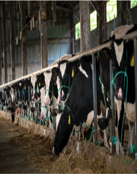 牛糞轉(zhuǎn)子泵價(jià)格是否非常昂貴